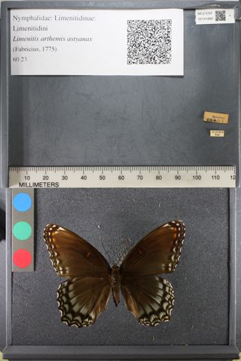 Media type: image;   Entomology 141860